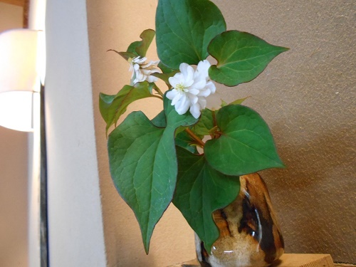 DSCN1769.jpg