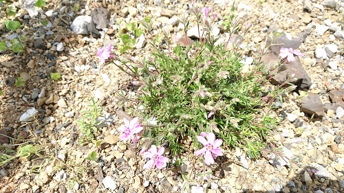 DSC_2120.jpg